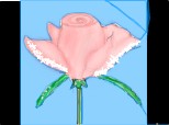 trandafir pt ciblue