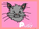 pusy cat