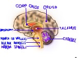 anatomia creierului