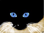 Blue eyes cat (Diana)