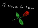 a rose in the darkness