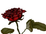 Desen 37352 modificat:trandafir