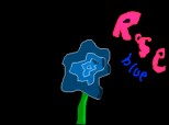 Rose blue