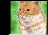 un hamsterash PUTZI (asha il cheama pe al meu)..:))