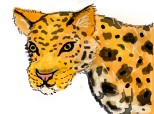 ghepard