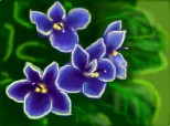 violete