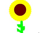 floarea-soarelui