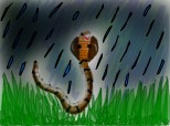 Sarpe cobra in ploaie