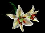 White lilies by ESSENZA, BROKENROSE  n  SELINADIE