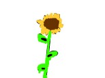floare soarelui