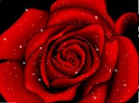 Trandafir [Rose]