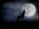 a wolf in the night