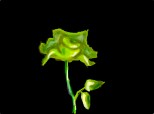 green rose..
