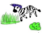 o zebra