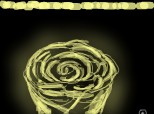 ~golden rose~