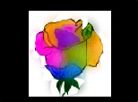 un trandafir colorat