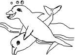 delfini schita