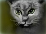 grey kat