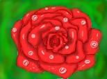 trandafir inflorit