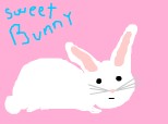 sweet bunny