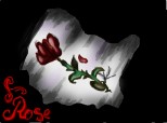 a rose in the dark