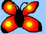 Butterrfly