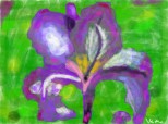 iris violet retusat pt mama;;)