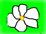 Floarea Zapezii