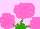 flori roze