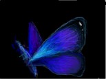 blue buterflye