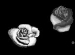Trandafiri :>