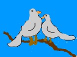 doi porumbei