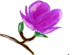 magnolie