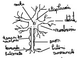 Neuronul