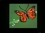 Fluturele Monarh