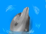 Un delfin