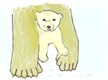 =Ursi polari=