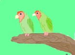 2 papagali