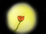 trandafir in lumina lanternei