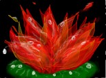 the red water lily
