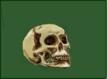 skull head (neterminat)