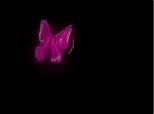 a butterfly..