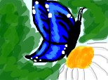 fluture