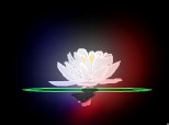 floare de lotus