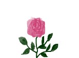 Rose for Maya