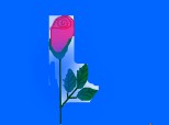 trandafir rose:D:P:)):X