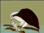 Desen 24717 modificat:vultur