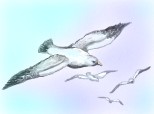 albatrosii