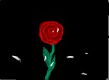 rose-o floare a dragostei