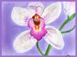 O orhidee roz-cyclam - pentru Carmen23Leo